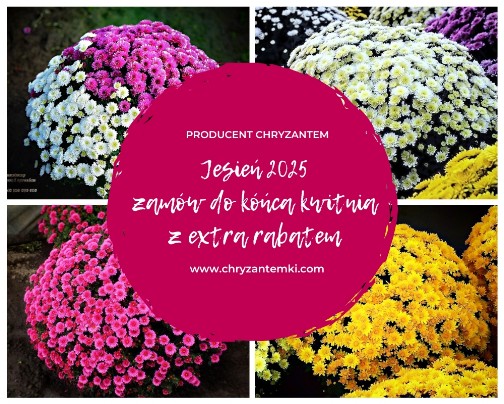 chryzantemy